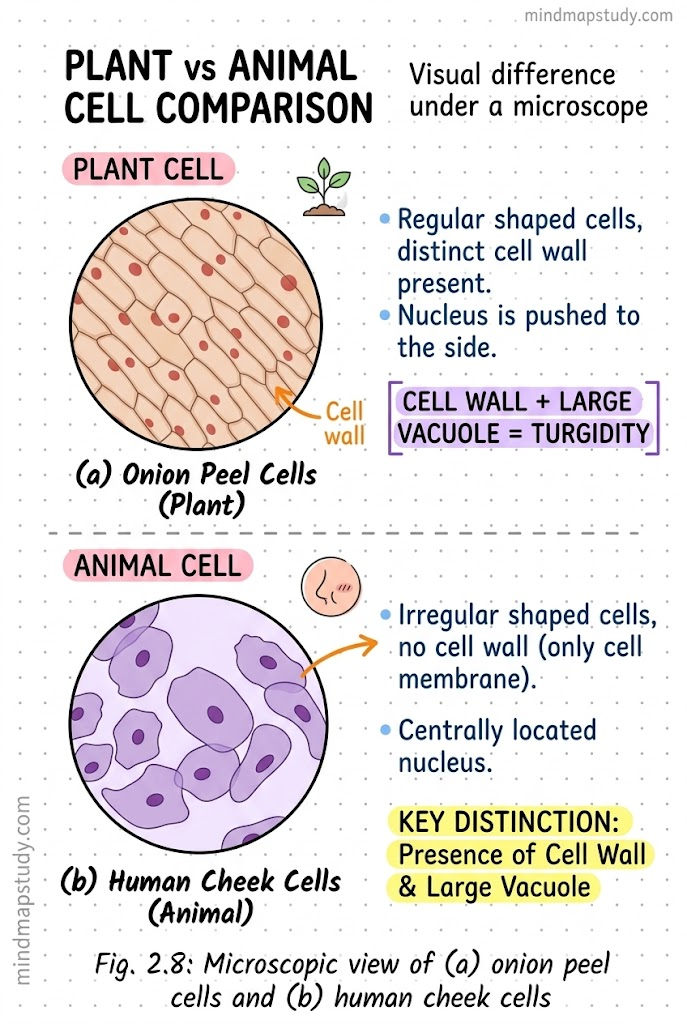 plant vs animal cell